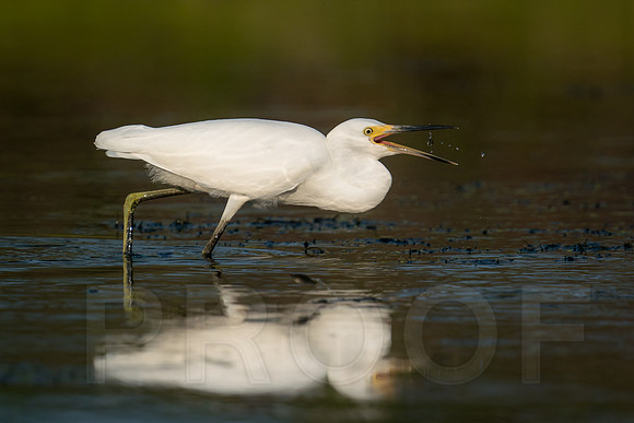 Snowy Egret