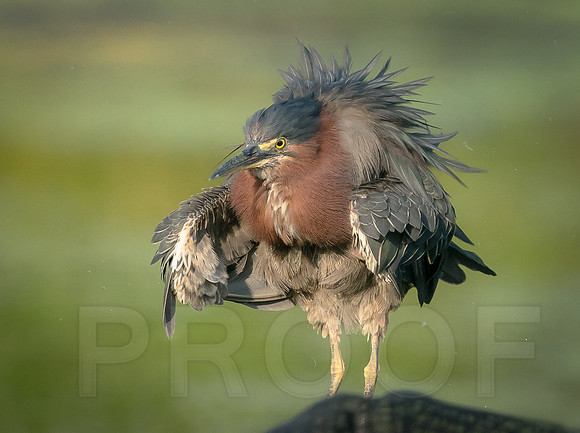 Tricolor Heron