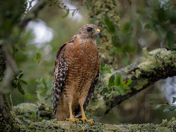 Red-shouldered Hawk