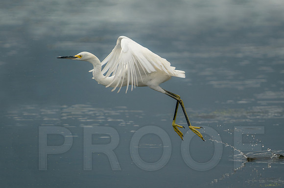Snowy Egret