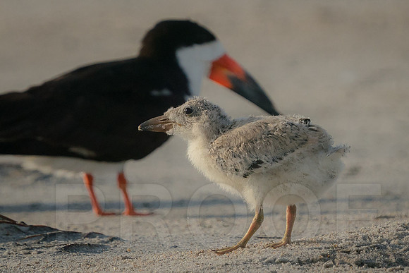 Black Skimmer with chick