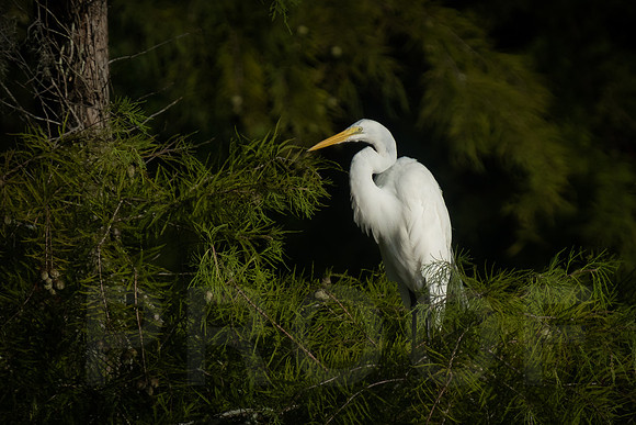 Great Egret