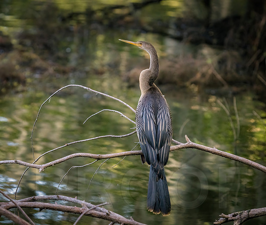 Anhinga