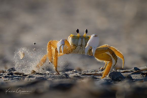 Ghost Crab