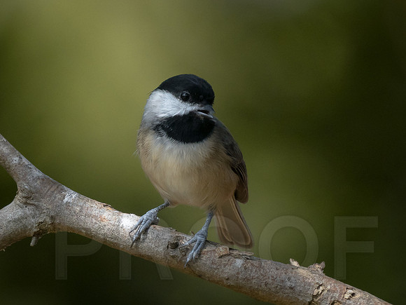Carolina Chickadee