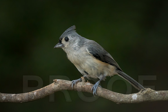 Tufted Titmouse