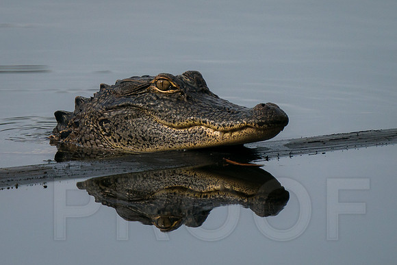 American Alligator