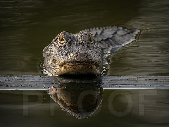 American Alligator