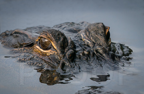 American Alligator