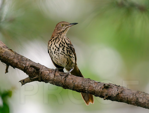 Brown Thrasher
