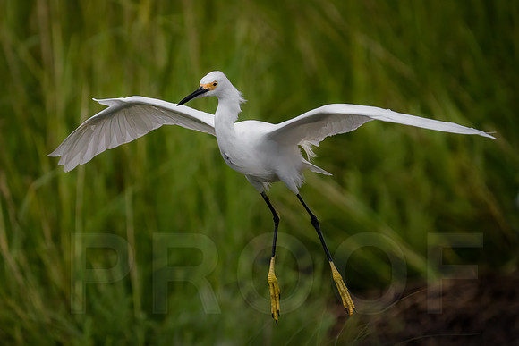 Snowy Egret