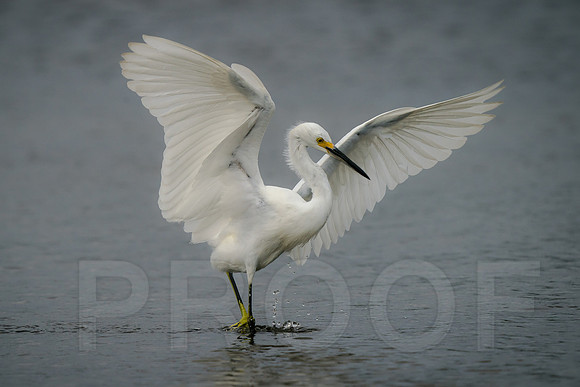 Snowy Egret