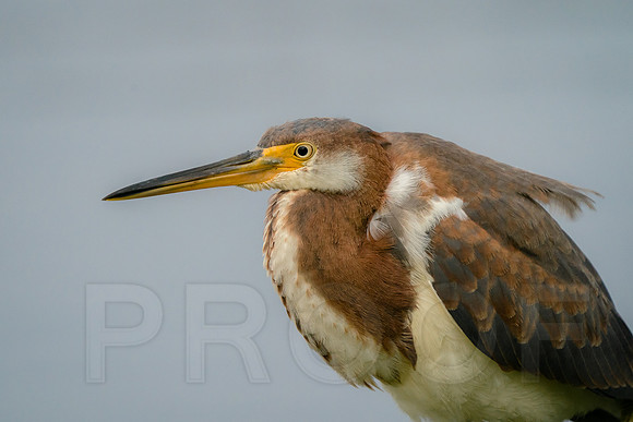 Juvenile Tricolored Heron