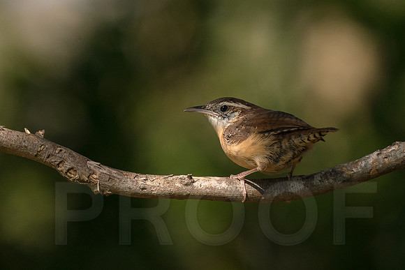Carolina Wren