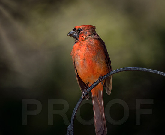 Northern Cardinal
