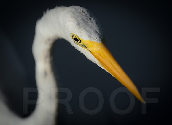 Great Egret