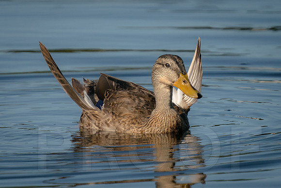Mallard with "Angel Wings" condition