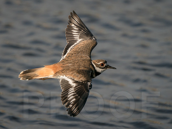 Killdeer