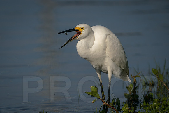 Snowy Egret