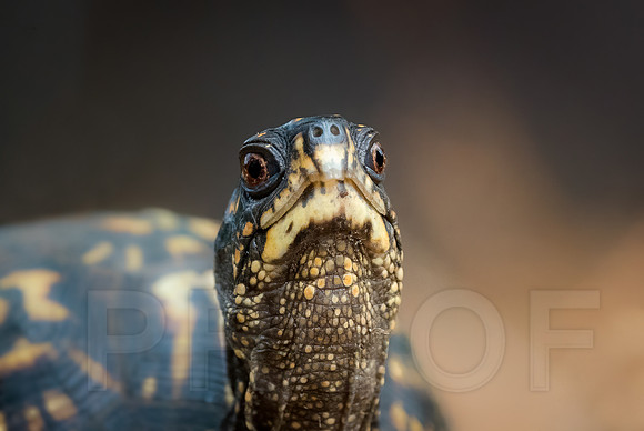 Box Turtle