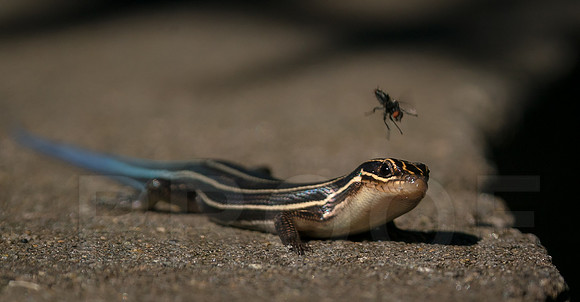 Five-lined Skink with a fly fly-by