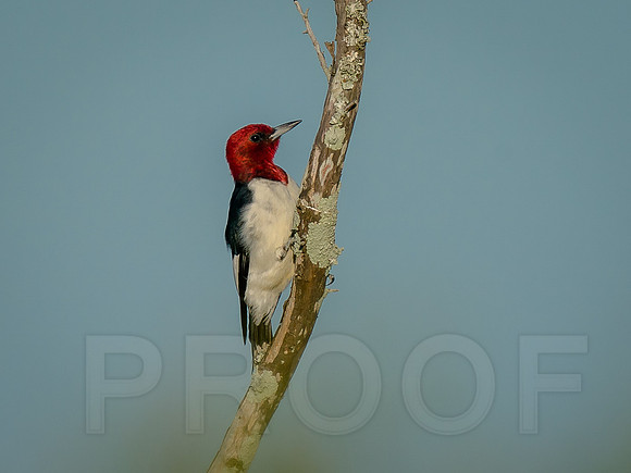 Red-headed Woodpecker