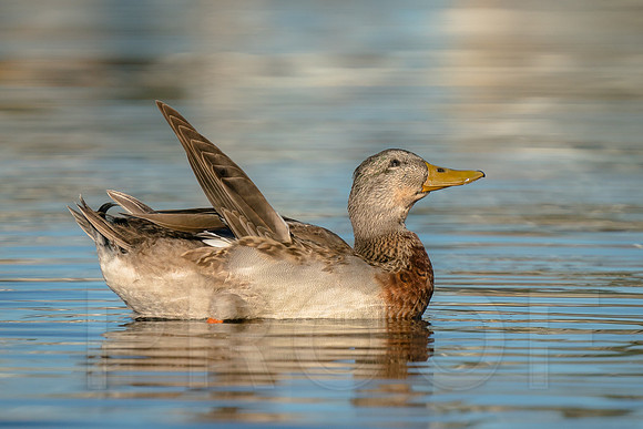 Mallard with "Angel Wings" condition