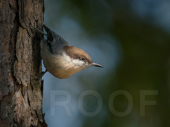 Brown-headed Nuthatch