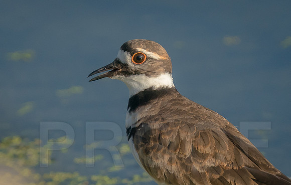 Killdeer