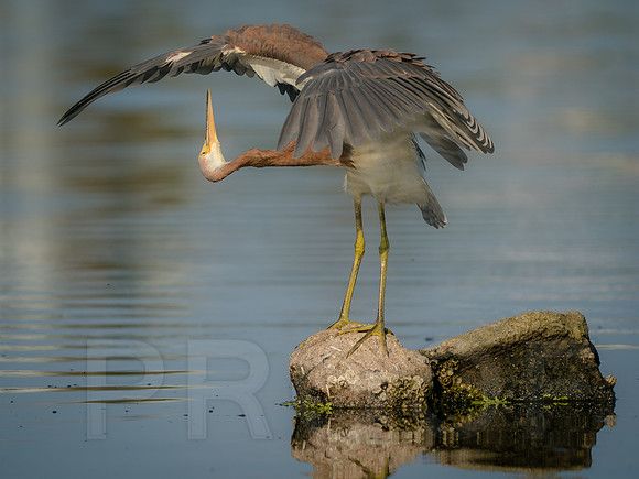 Tricolored Heron