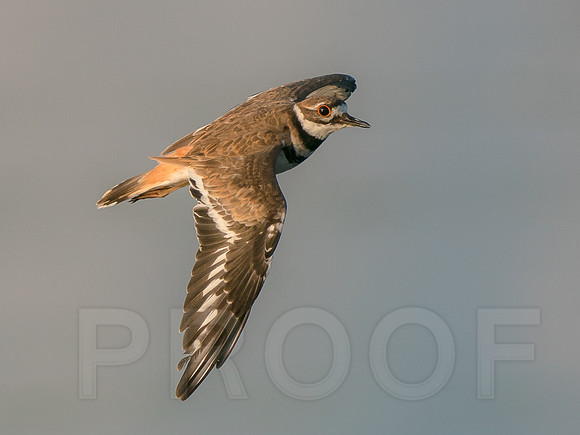 Killdeer