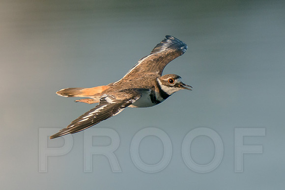 Killdeer