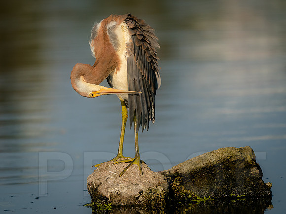 Tricolored Heron