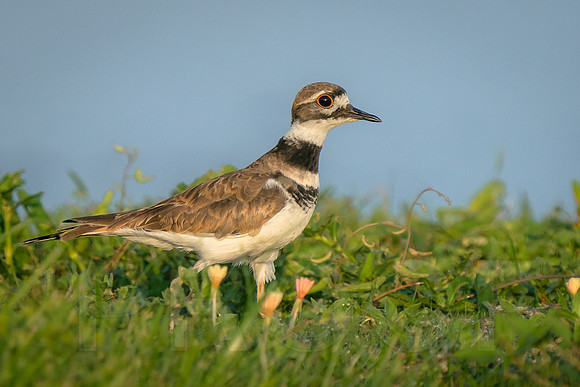 Killdeer