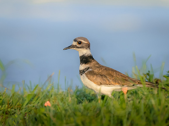Killdeer
