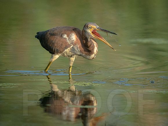 Tricolored Heron