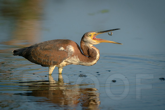 Tricolored Heron