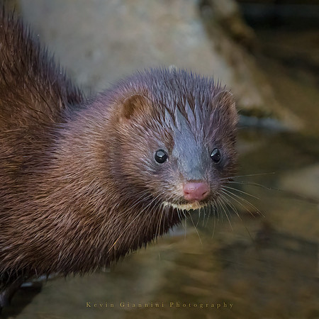 American Mink
