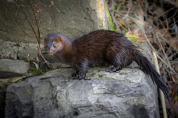 American Mink