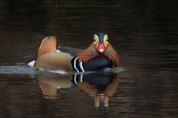 Mandarin Duck