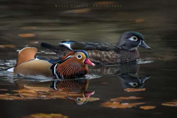 Mandarin Duck and Wood Duck