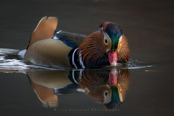 Mandarin Duck