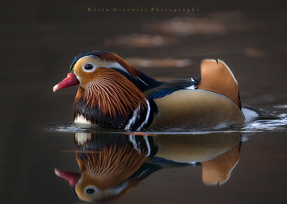 Mandarin Duck