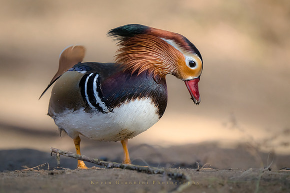 Mandarin Duck