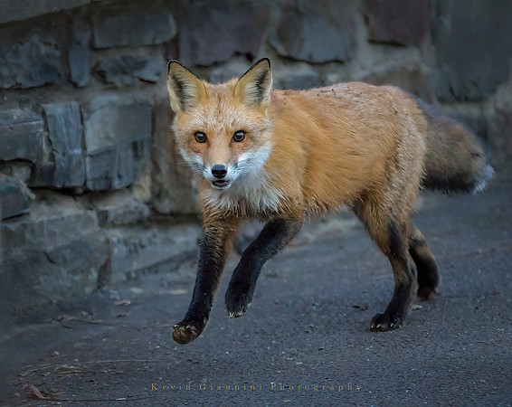 Red Fox