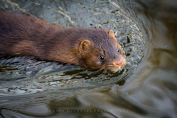 American Mink