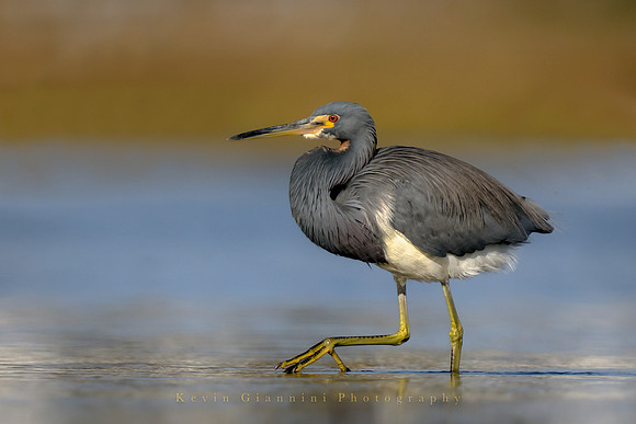 Tricolored Heron