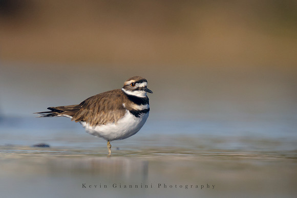 Killdeer