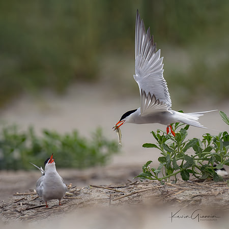Common Terns