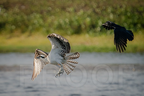Osprey pursued by a crow!